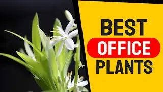 Top 10 Feng Shui Plants For Offices - Elevate Your Workspace!