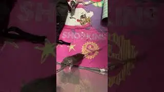 Rat party in the playpen #pets #rat #petrats