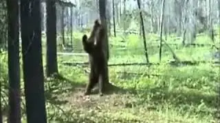 Black Bear & Baloo Scratch Their Backs on Tree