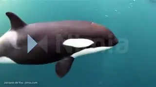 Orca Showreel (Teaser) - Jacques de Vos
