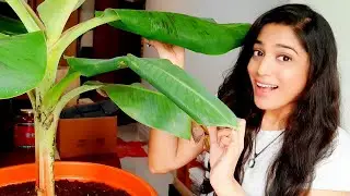Repotting My G9 Banana Plant | Growing Banana Plants In A Pot | Container Gardening