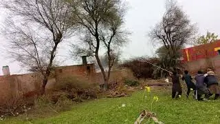 Tree Cutting down 👇