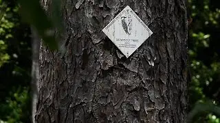 Red Cockaded Woodpecker Habitat Restoration