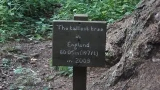 Vlogiday Day 6 - The Tallest Tree!!