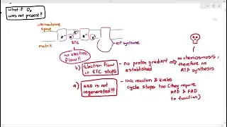 12-10 Why Oxygen is Important for Aerobic Respiration (Cambridge AS A Level Biology, 9700)