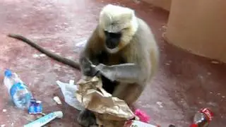 Monkey eating all my garbage!