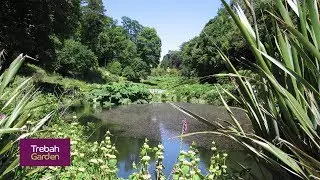 Trebah Garden - Cornwall