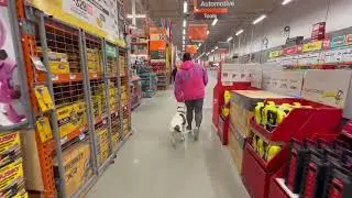 Daisy | 2 Year Old Pit Mix | Advanced Obedience | OverWatch K9 Academy | Training Journey 