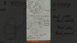 Vertical Section of A Kidney // Human Excretory System//