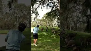 Australian golf. 😳 🦘 (📹: TikTok/ forewood_golf) #shorts #golfdigest #golfswing