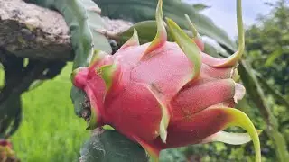 farmer number 3 Taiwan dragon fruit #farmernumber3 #taiwandraginfruit #raredraginfruit
