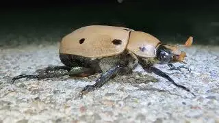 Grapevine beetle 
