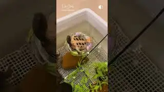 Luxury Turtle Spa 🐢🛟