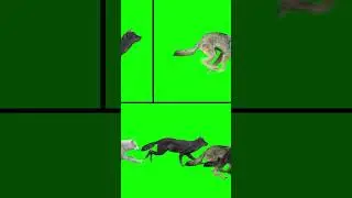 Physicist Creates Equation for Cat Motion#physics #cats #equation #science #research #felinemotion