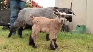 Nat Package: Stolen Baby Goat Returned