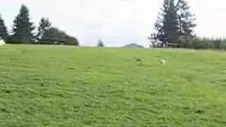 Cows Gone Wild