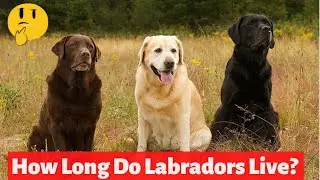 How Long Do Labradors Live? What Is Their Average Lifespan?