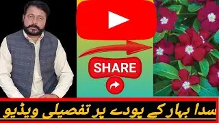 Vinca Plant Care Tips | Summer Flowering Plant for Rooftop & Home Garden | Easy Gardening Guide