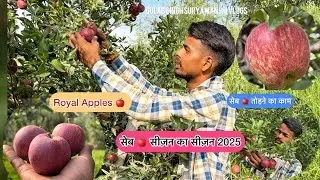 सेब 🍎 का सीज़न शुरू 2025॥सेब तोड़ने का काम शुरू ॥Daily life Vlog ॥Gulab Singh Suryawanshi Vlogs॥