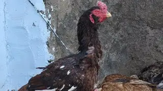 బొబ్బిలి టీకర పిల్లలు ఫోర్ సేల్|| bobbili teekara chicks for sale|| 9490123311