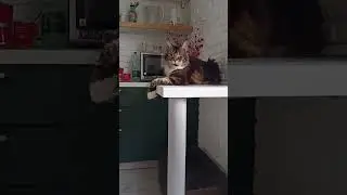 Хозяин Охраняет🏡🐅 #подпишись #cat #cats #chat #catvideos #catshorts #cartoon #catvideo #catlife