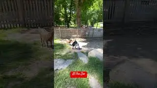 #youtubeshorts #nature #explore #adventuretravel #exploring #zoo #animals #park #learning #fun
