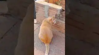 Vivendo num condom&iacute;nio...area pet... pititiko meu gato laranjinha