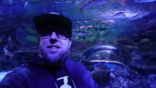 Good Size Sting Rays | Fluorescent Corals | Some Amazing Flashlight Fish | Aquarium At The Boardwalk
