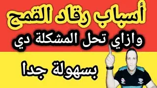أسباب رقاد القمح وازاي تحل المشكلة دي وأهم الرشات في هذه المرحلة