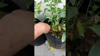 How To Till Soil in Pot, Why Tilling/Digging of Soil is Important for Plants, KK Home Gardening