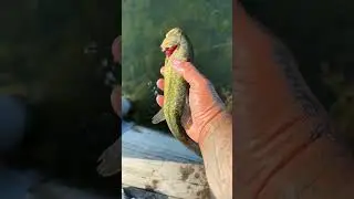 Bassing