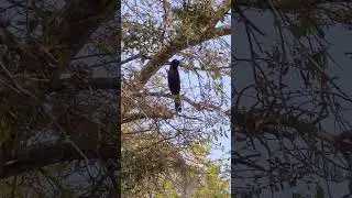 Passerine bird song #birdsong #birds #passerine #birdchirping #shorts