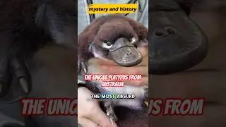 The Unique Platypus from Australia