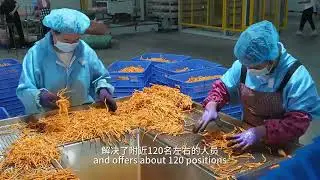 High-Quality and Renowned Edible Mushrooms Thrive in Dongying, Boosting Local Prosperity