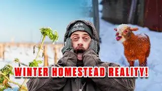 The Cold Has Arrived! Here&rsquo;s How We Prepare Our Homestead for Winter!