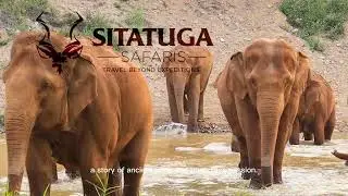 SITATUGA SAFARI & TOURS