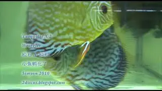 02 Turquoise Discus Wriggler Discus Fry