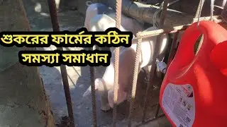 Pig farm problem solving || pig farm income || share market investment || stock market income