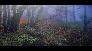 Forest of October | Inoch Relax | Relaxing Music, Healing Music, Meditation Music