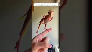 Poor baby bird #birds #animals #wildliferescue #rescue #parrot #lovestory #animalfriendshipgoals