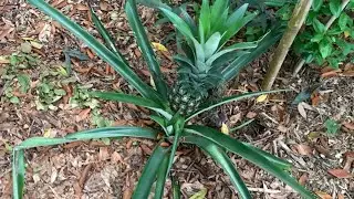 2021 Florida Zone 9b Edible Garden Tour, Part III