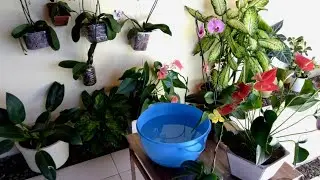 Coloquei Vitamina nas Plantas