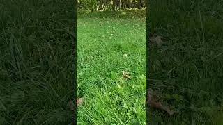 Fall Nature 2025 Squirrel XI #squirrel #shorts #nature