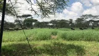 Latest #HerdTracker update: Herds starting to settle into the short grass plains around Lake Ndutu