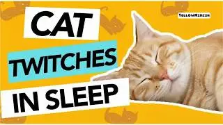 Cat Twitching in Sleep Explained | Cat Dreams, REM Sleep, and Twitching
