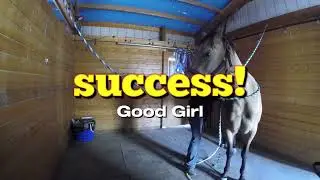 1st PEMF Magnawave treatment for this Quarter Horse