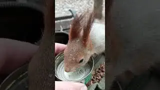 И орешек на дорожку / And a nut to boot