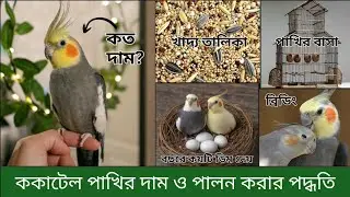ককাটেল পাখির দাম ও পালনের সম্পূর্ণ পদ্ধতি জানুন | Cockatiel bird price in Bangladesh 2026