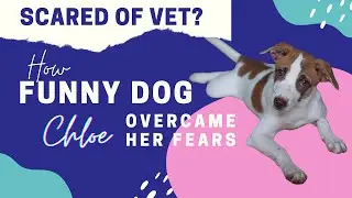 MY FUNNY DOG CHLOE DREADS HER VET CHECK UP AND HOW SHE OVERCOMES HER FEARS