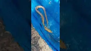 Manfa'at Belut Untuk Kaum Hawa